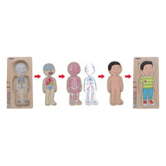 Réteges puzzle a Beleductól - A test rejtvénye - Fiú