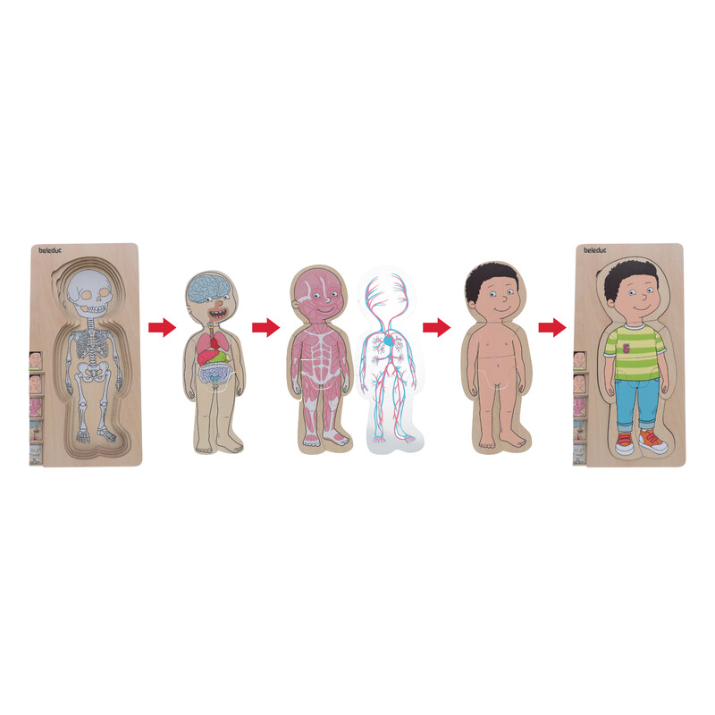 Réteges puzzle a Beleductól - A test rejtvénye - Fiú